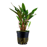 108A 咖啡椒草 Cryptocoryne beckettii 'Petchii'
